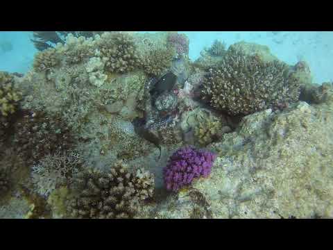 Octopus vs Snake Eel