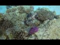 Octopus Vs Snake Eel