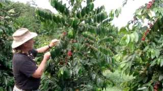 preview picture of video '04 Coffee Trees on Lyman Farms'