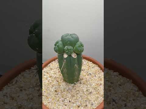 Growing Peyote Legally