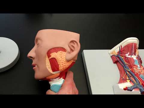 Lymphatic Structures in the Lab