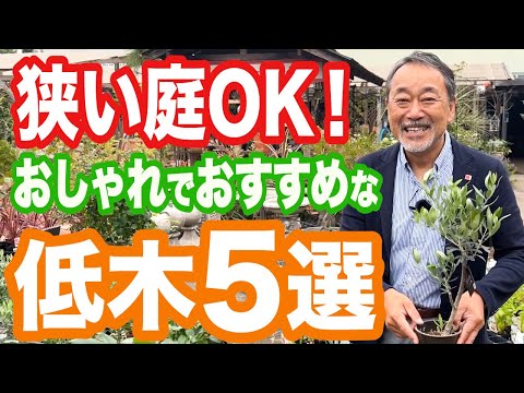耐寒性常緑低木シャクナゲ