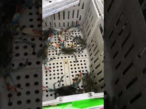 download lagu mp3 mp4 Fresh Seafood Louisiana, download lagu Fresh Seafood Louisiana gratis, unduh video klip Fresh Seafood Louisiana