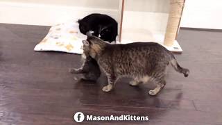 Grandpa Mason stockpiling kittens in his yurt - TinyKittens.com
