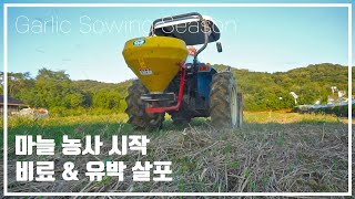 마늘 농사 시작 트랙터 비료 살포 Garlic sowing season Korean Agriculture