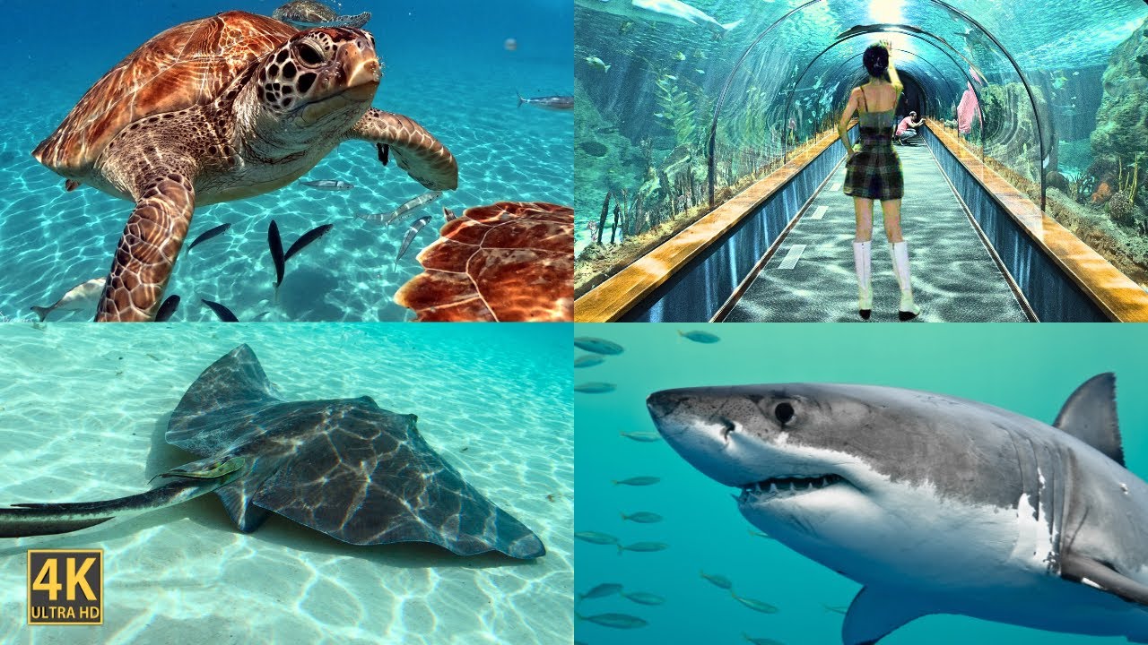 Embark on an immersive walking tour of Institute of Oceanography.