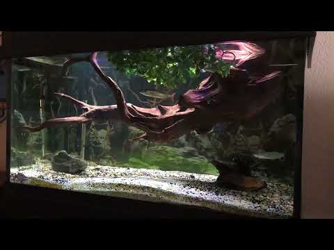 Bichir odoe pike and Malawi barracuda