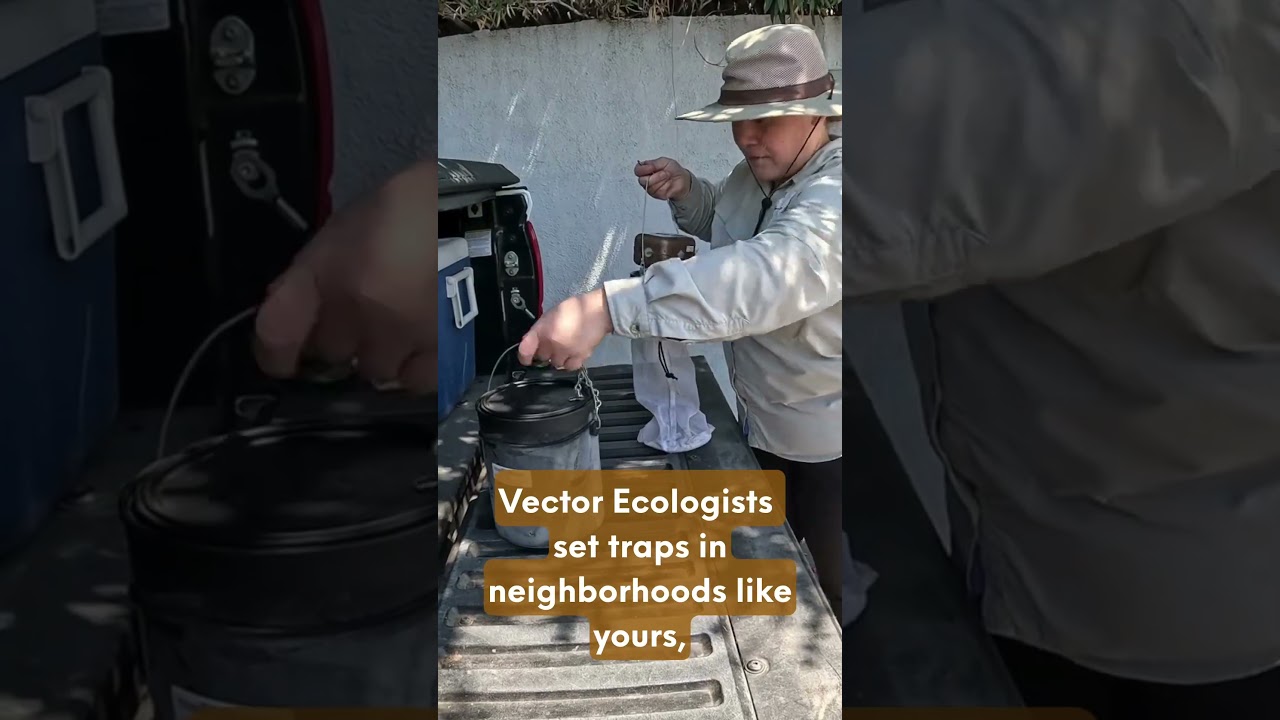 What does vector control do for black flies? #mosquitocontrol #vectorControl