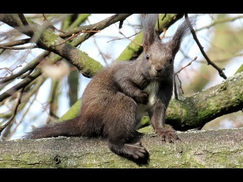 Veverička obyčajná (Sciurus vulgaris) v lese