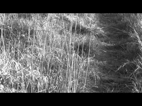 Czarny kondukt   Karramba