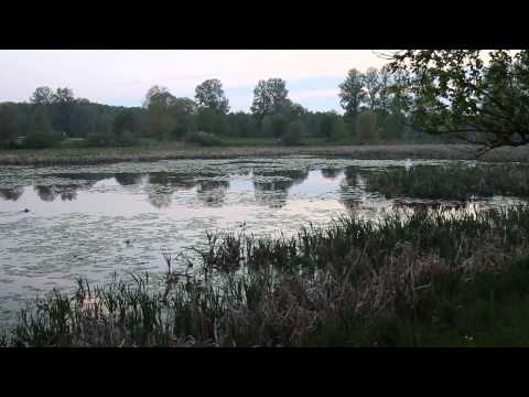 Konnade ja lindude hääled Supilinna tiigi juures