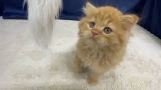 スコティッシュフォールドの動画01