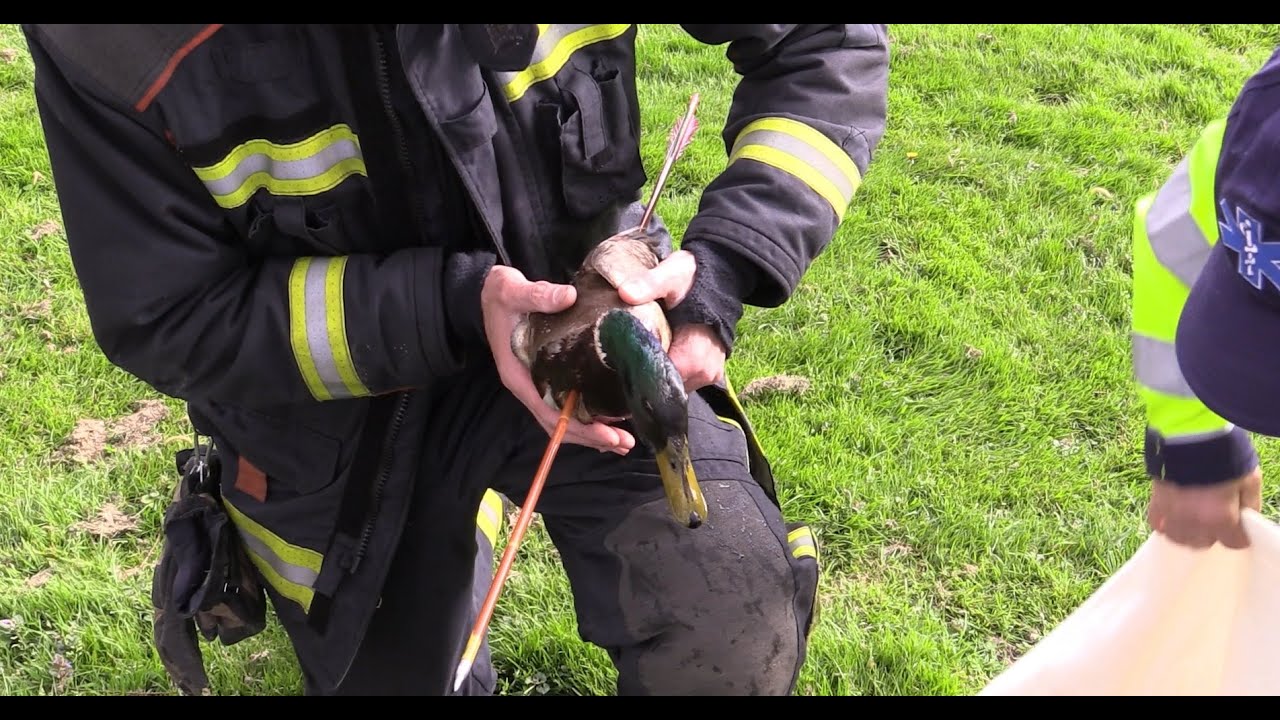 Eend beschoten met pijl en boog in Stadskanaal