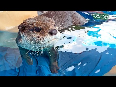 人間を味方につけて得意げになってるカワウソ [Otter Life Day 978]