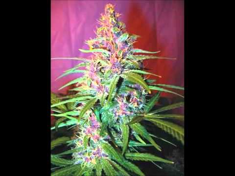 Danny T FT. The Lyrical Hitman & Boonzz Dat Cut (freestyle)