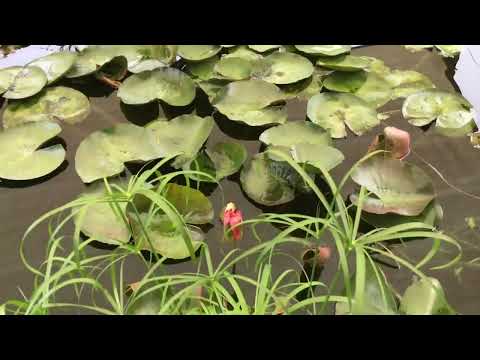 Koi Pond June 2023(2)