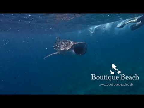 Videos del Boutique Beach Diving 4★ en Dhigurah, MaldivasVer MásVerPrecios8CerrarConsulta por Whatsapp 🇦🇷BookingTripadvisorExpediaAgodaSkyscannerKayakHotelesTurismocity