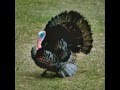 Happy Thanksgiving Song by Debbie Friedman