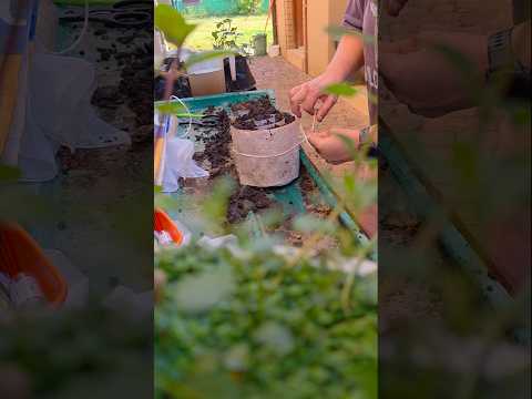 DIY Seed Snails: Build Yours for Easy Germination