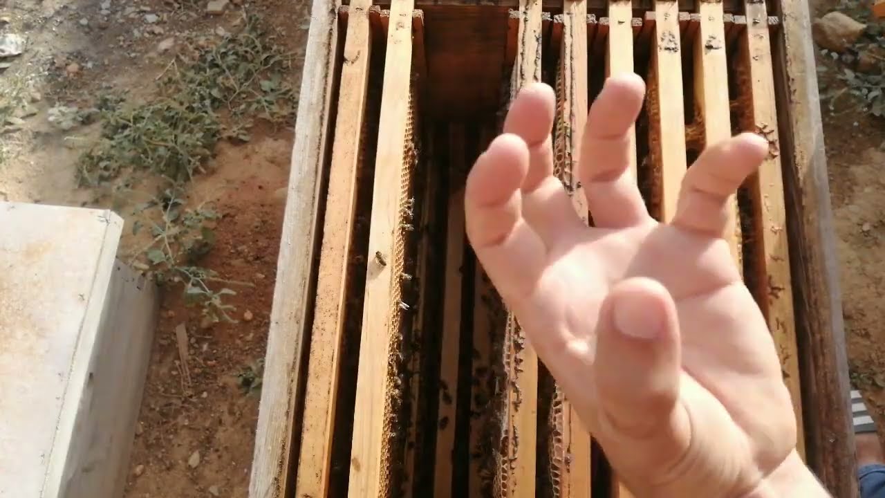 كيف تعرف ان العسل ناضج و هل نستطيع جنيه؟؟ ما شاء الله تبارك الله 😊