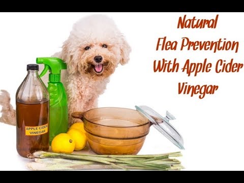 YouTube video about: Does witch hazel kill fleas on dogs?