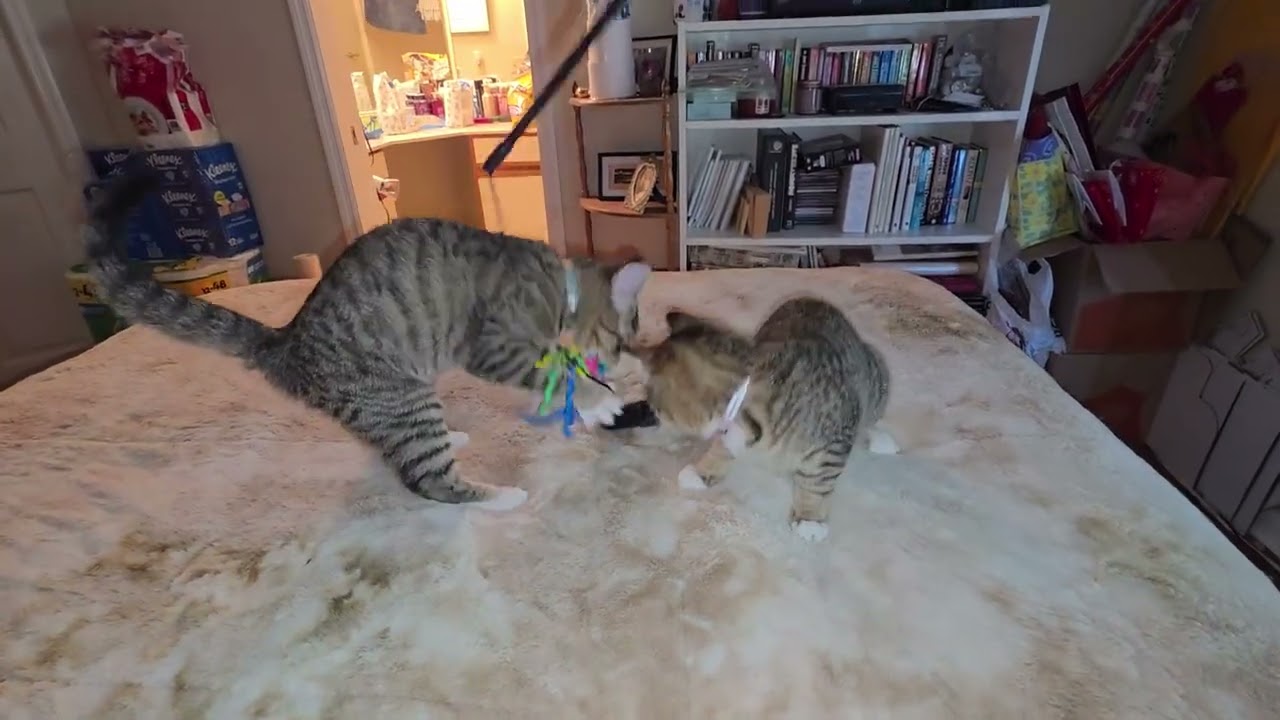 Enlarge Mindy, a ADOPTABLE mixed breed in Hilton Head Island, SC video 3/4