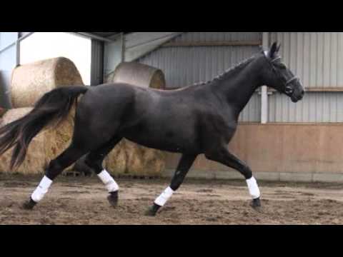 Quadroneur x Donjour