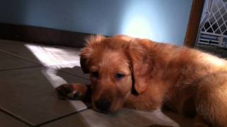 Golden Retriever Puppy Charlie fights sleep