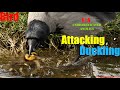 An Amazingly Lucky Duckling Escapes From A Hungry Bird