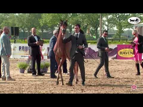 N 80 SAMARA K A   AH Weekend 2022   International C Show   Yearling Fillies Section A Class 21