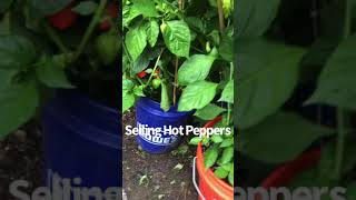 Selling Hot Peppers (a short tutorial)