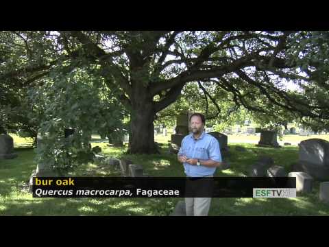 Trees with Don Leopold - bur oak