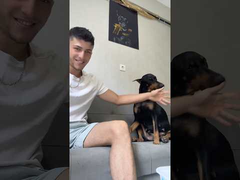 Doberman’ın tepkisi 😱😂 #dog #doberman