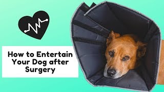 Entertaining Your Dog after Surgery