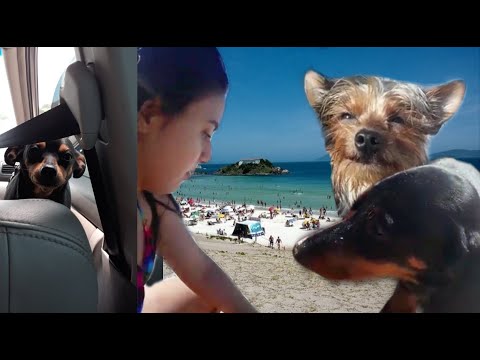 PRIMEIRA VEZ DOS MEUS CACHORROS NA PRAIA