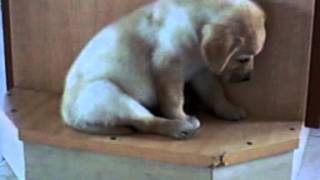 Sweet Labrador puppy falling asleep on his feet.