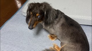 【トーク少なめ】ネルくんとパパのちょこっとライブ🐶 | 作業や勉強、睡眠のおともに | 犬のいる暮らし