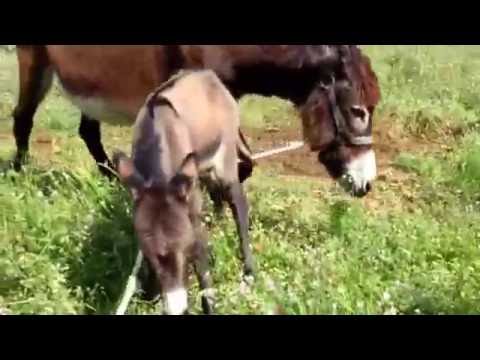 Mauro degli asini poggio morello asinello matteo alla sua prima uscita