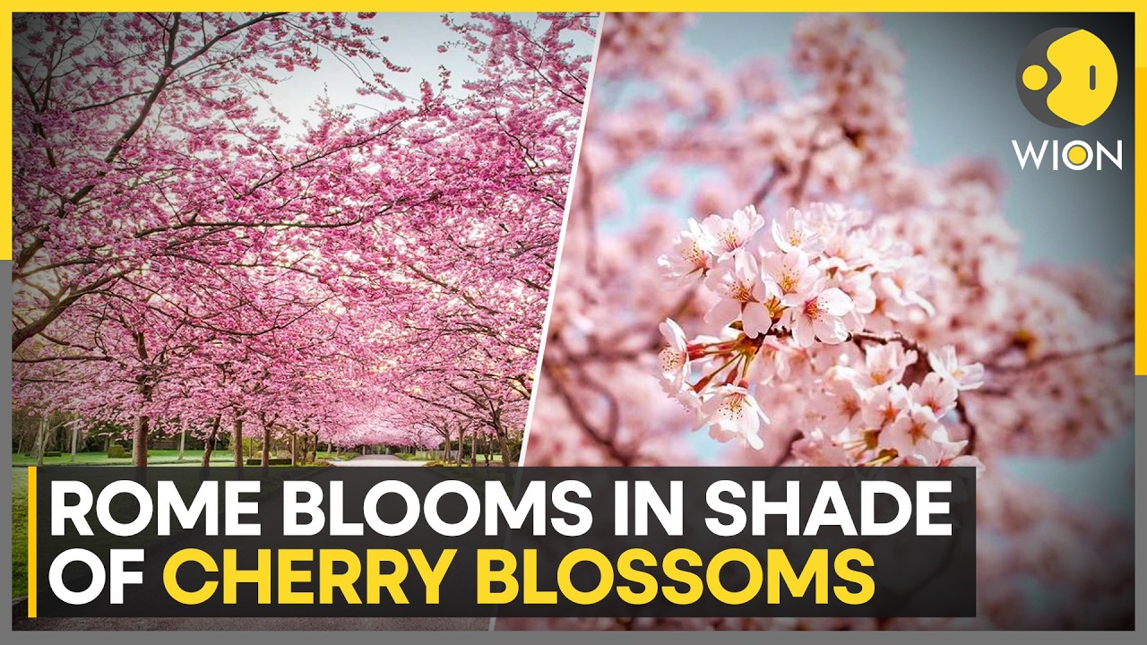 Rome Blooms In Shade Of Pink Cherry Blossoms, Visitors Flock Under Flowering Pink Trees | WION