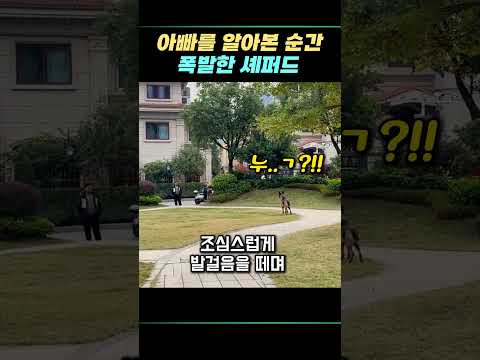 아빠를 알아본 순간 폭발한 셰퍼드