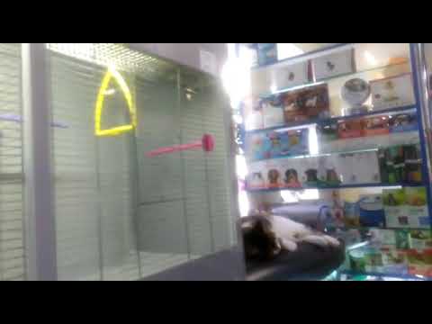 Обзор зоомагазина Попугаи Коты, Декоративные рыбки, декоративные мышки