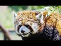 Splash Red Panda スプラッシュレッサーパンダ ホクト 