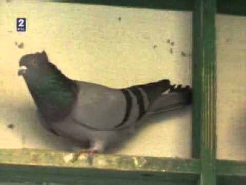 Milan Rakić Čergar   Moj ljubimac 2013