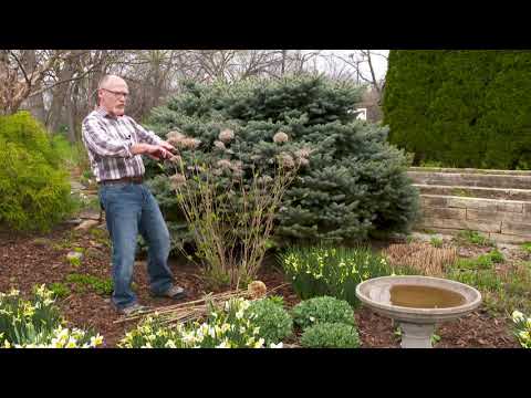 🌱How to Prune Incrediball Smooth Hydrangea in Spring🌱