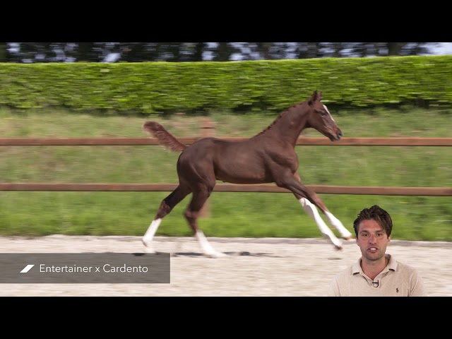 Puchachomalo d'n Hop (Entertainer x Cardento)