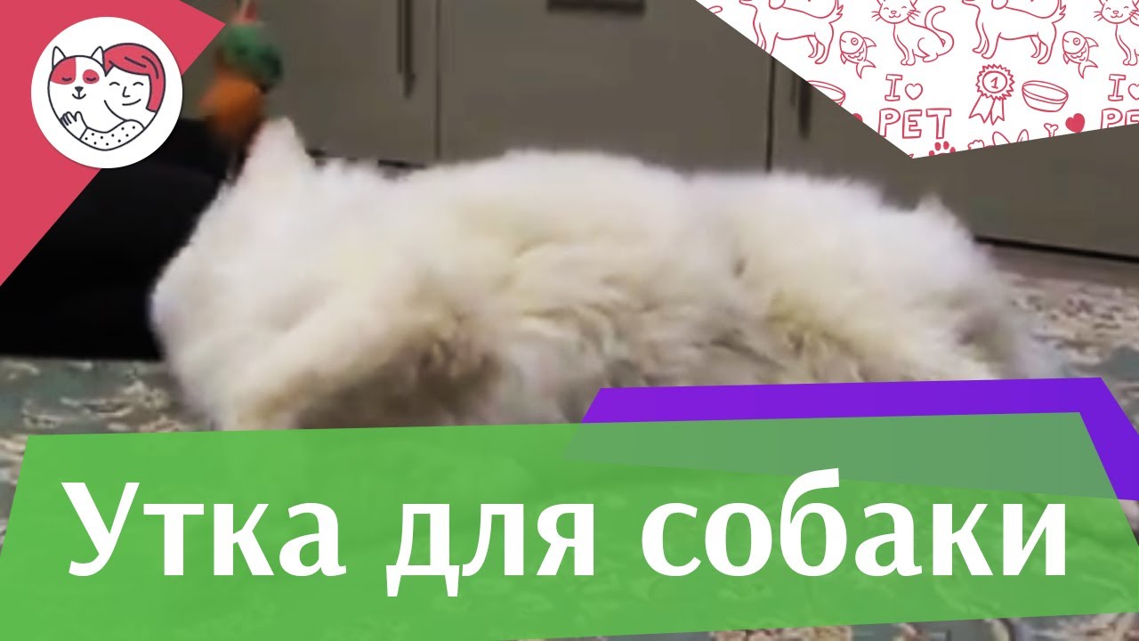 Юна и утка на ilikepet