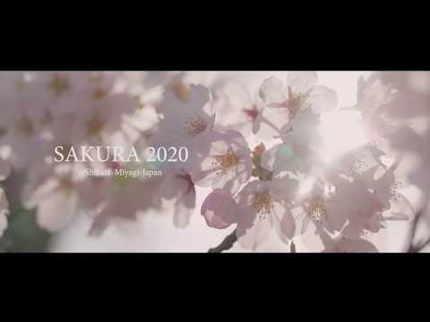 SAKURA (Cherry blossoms) 2020 ~SHIBATA MIYAGI JAPAN~