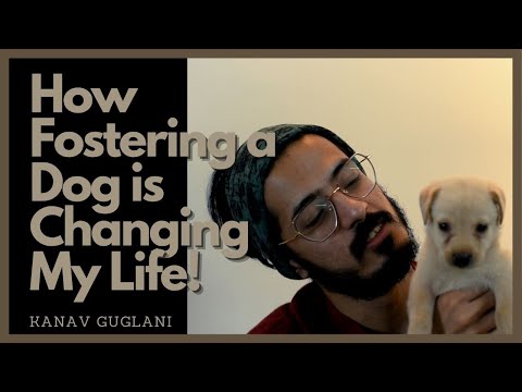 How Fostering a Dog is Changing My Life- A Short Video Journal
