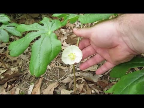 download lagu mp3 mp4 May Apple Plant, download lagu May Apple Plant gratis, unduh video klip May Apple Plant