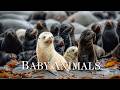 Magical World Of Baby Animals 4K Amazing World Of Young Animals Music Good Music For The Heart
